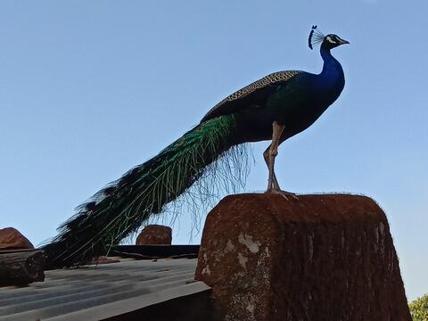 ପଟ୍‌